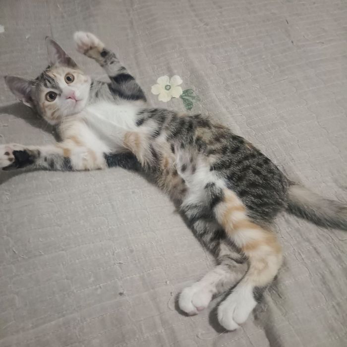 Котенок в добрые руки