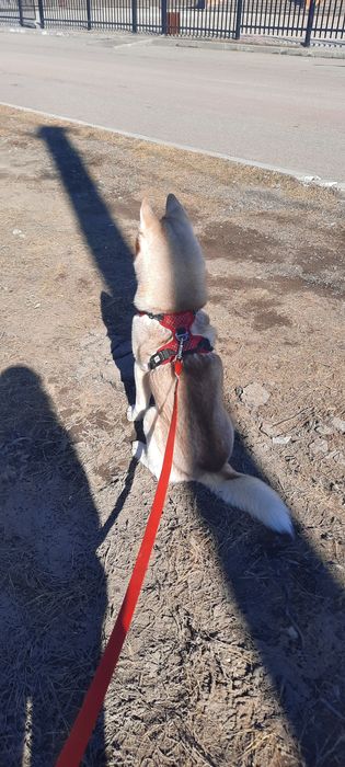 Ищем друзей собачников для совместных прогулок