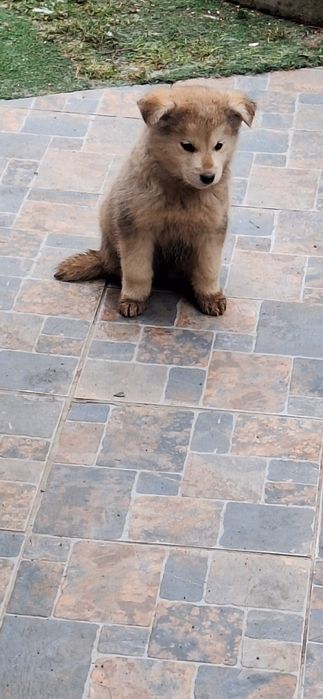 Catelusi metisi huskey dog german