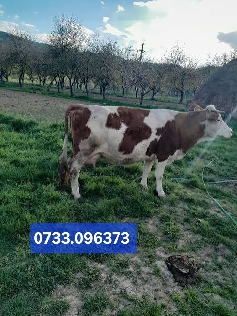 Vând vacă românească