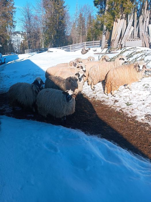 Vind 3 sau 4 oi bune