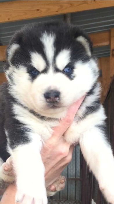 Мальчик хаски очень красивый