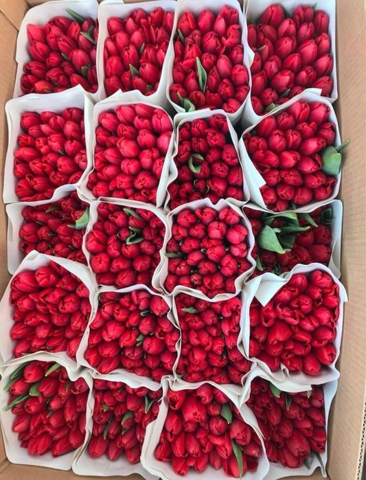 Тюльпаны по оптовым цене