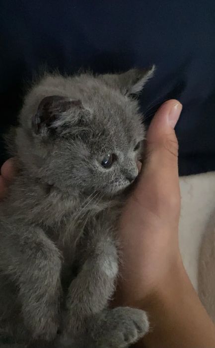 Продам котенка 3 месяцев