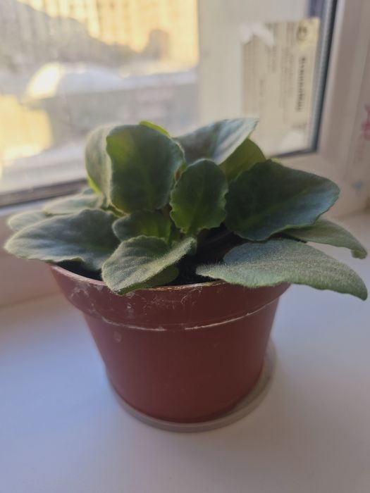 Фиалки разных цветов