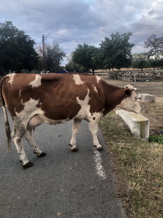 Vaca de vanzare