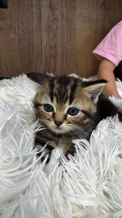 Продам шотландских котят