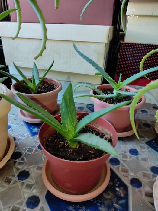 Продам цветок Алоэ