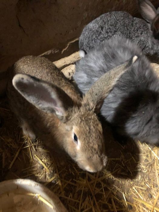 Uyda jaydari boqlyotgan quyonlar