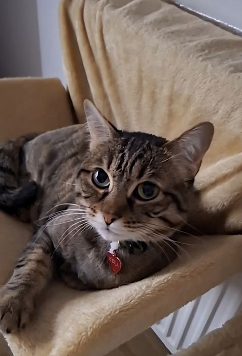 Donez pisica ( fata).