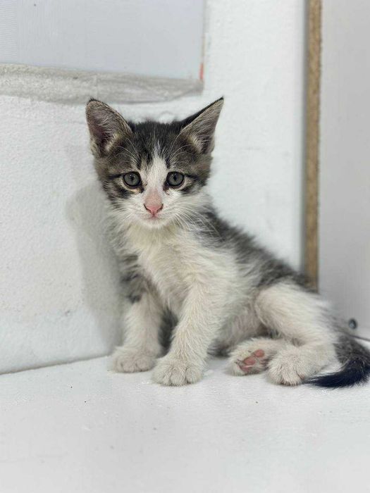 КОТЯТА в хорошие руки