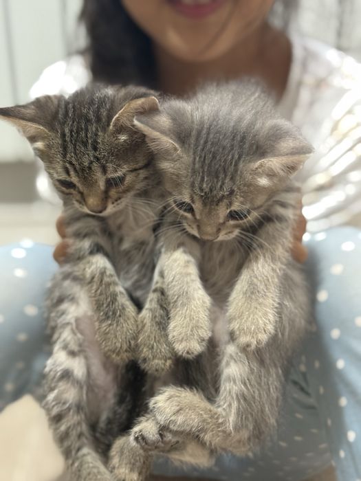 Котёнок, светло серый