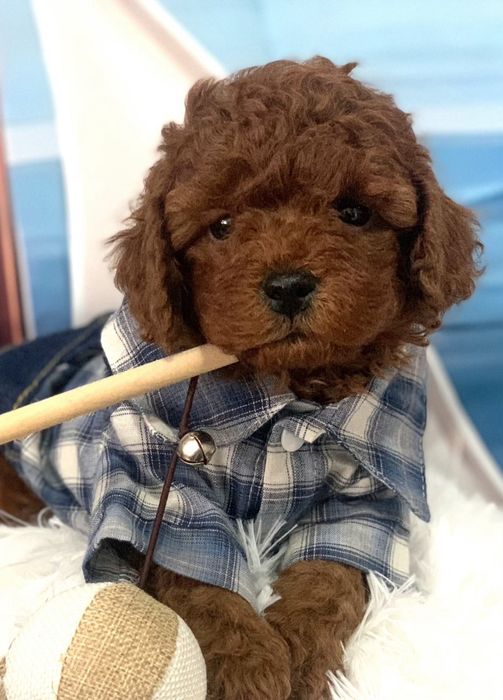 Пудел тийкъп /пудел той с родословие