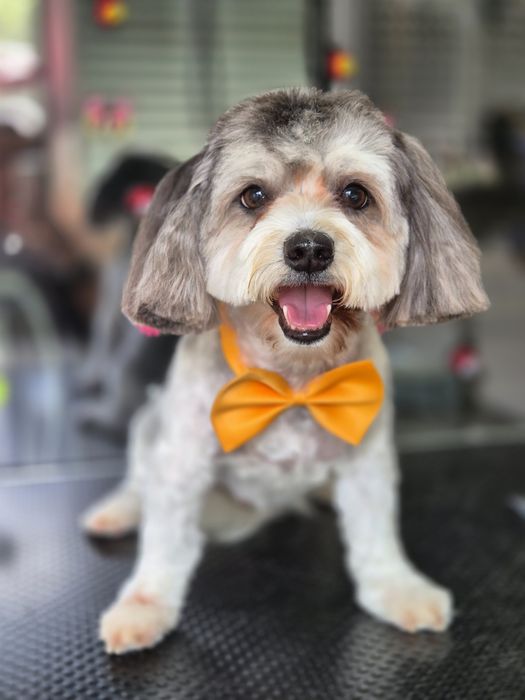 Frizerie canina Constanta
