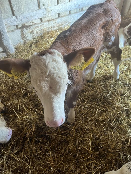 Vand o vitea baltata