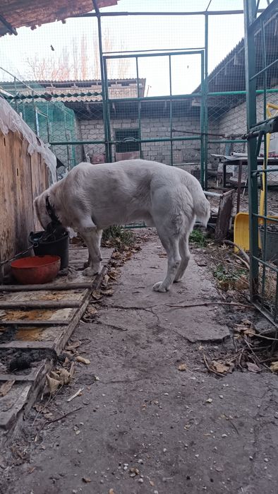 Srochno Sotiladi Turkmenskiy Alabay Erkak