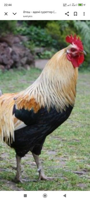 Әтештер сатылады