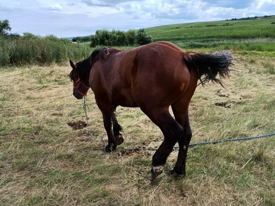 Iapă(6 ani) cu mânz(7 săptămâni) și mânz de 14 luni de vânzare
