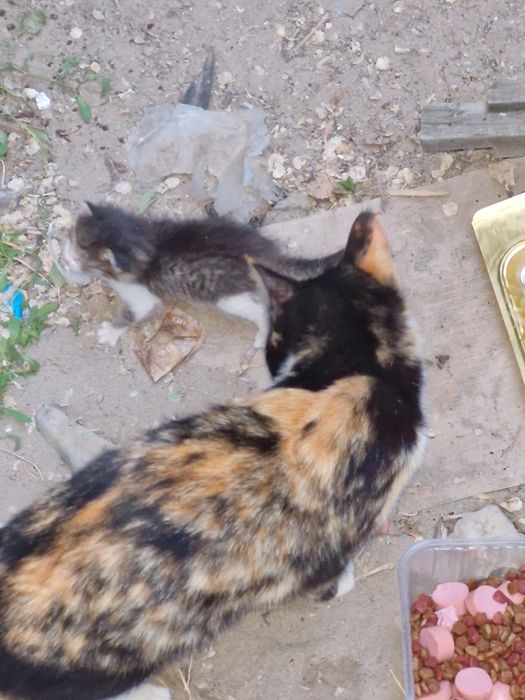 Котята на старом базаре