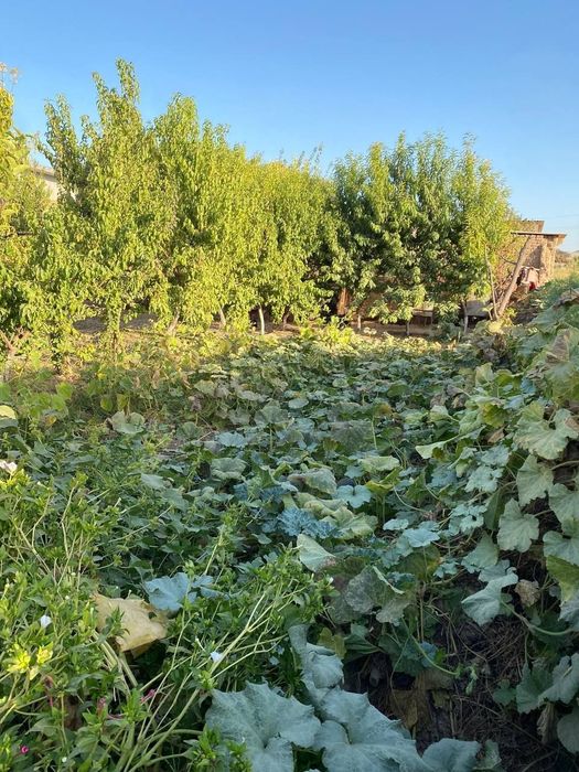 Surxondaryo viloyati Angor tumani Yangi shahar to'yxonasi yaqinida