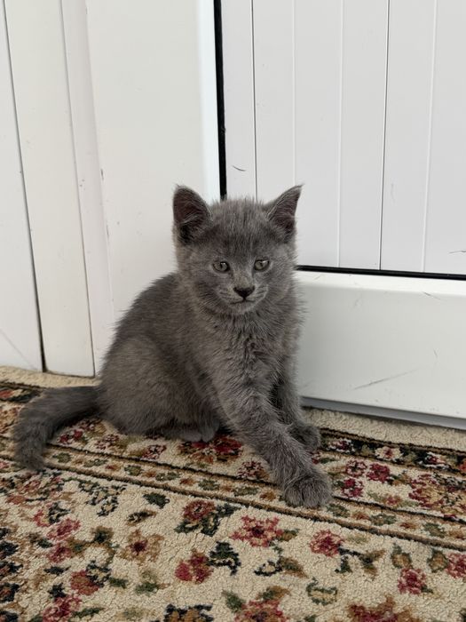 Отдаем котят в добрые руки