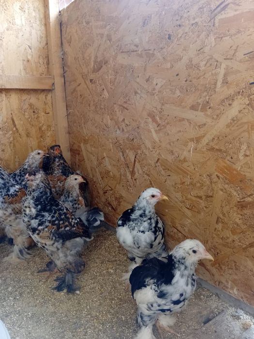De vânzare ouă și  pui de rasă  brahma