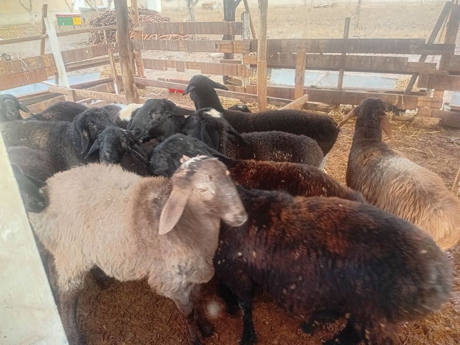 qo'y sotaman uzimniki