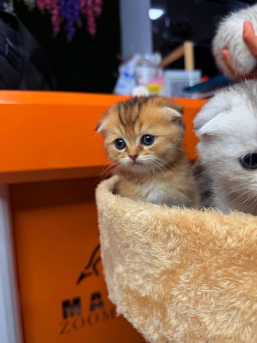 Породистые котята от чистой вязки