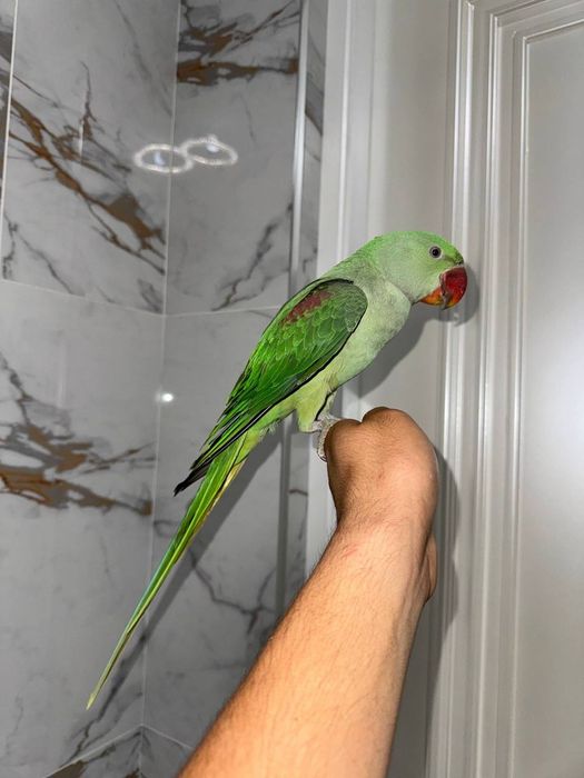 Попугай александриский ручной