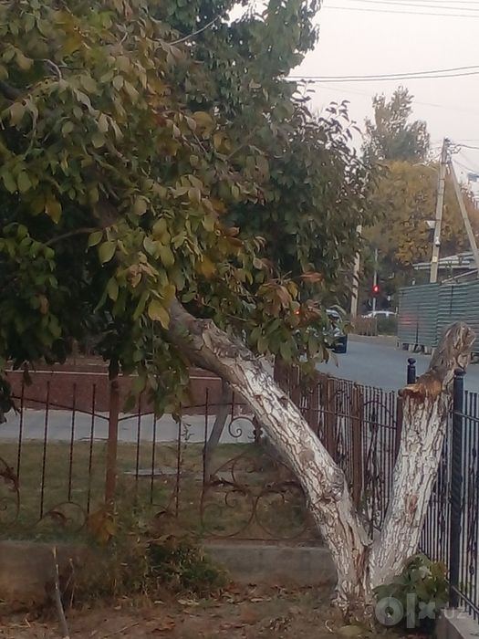 Утин фанер паддон
