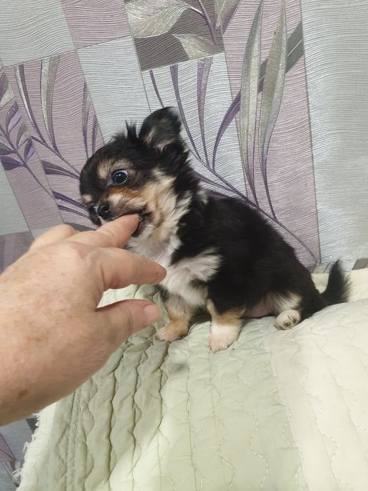 Мини девчонка чихуахуа