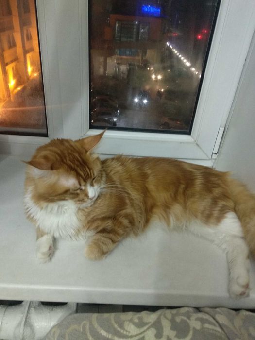 Кот на вязку для продолжения рода.