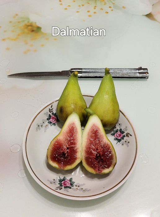 Инжир Сортовые саженцы