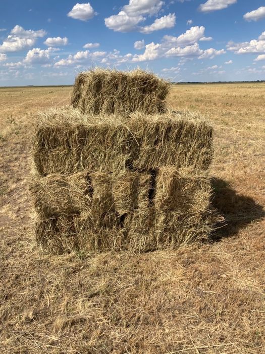 Продам сено в тюках и в руллонах