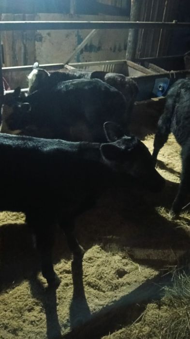 Продам телят 10 дневные Ангус сементал торг