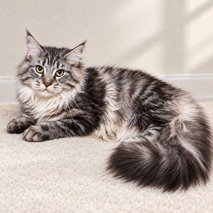 Fifi – Prințesă în argint, Maine Coon | www.lynxrunecode.com