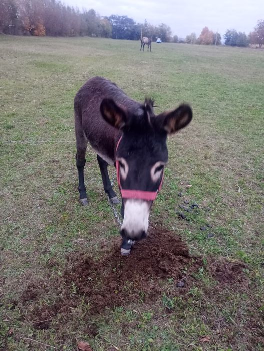 Vind perche de măgari