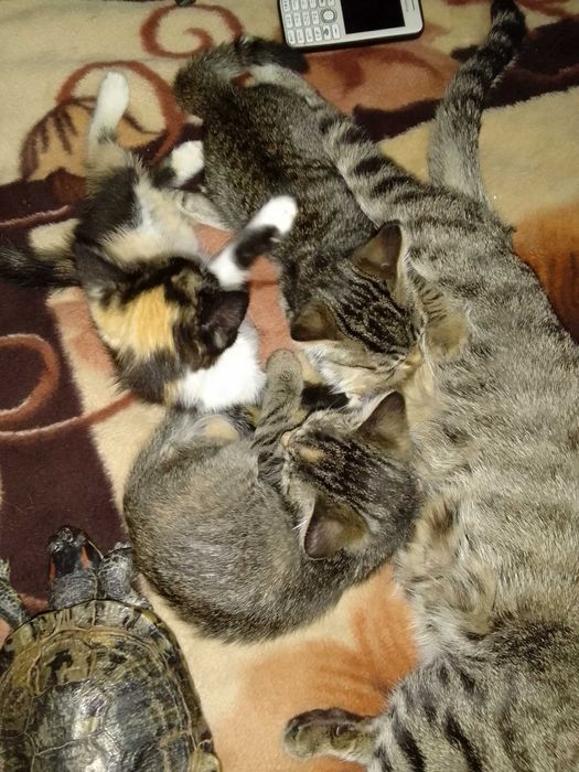 Котята - Раздаём бесплатно