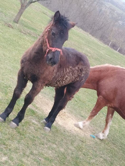 Mânză neagra de vanzare