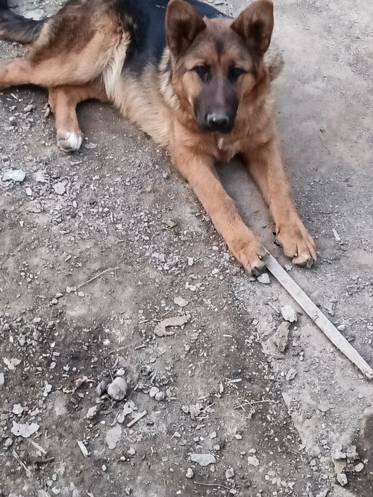 Овчарка добрые руки