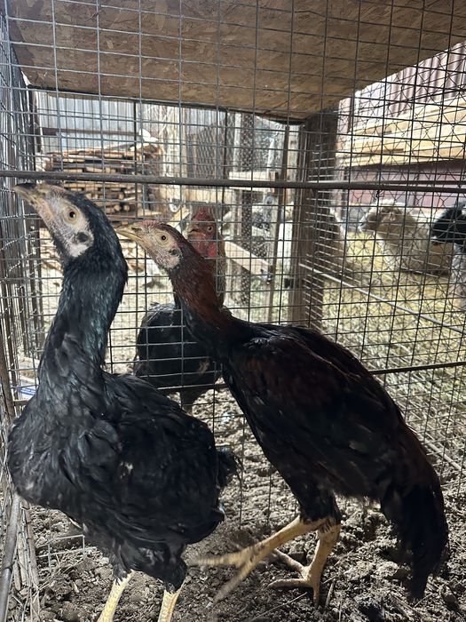 Продам петухи кореец молодые