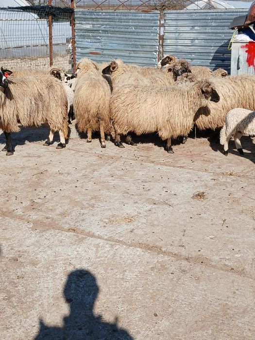 Vând urgent oi cu miei