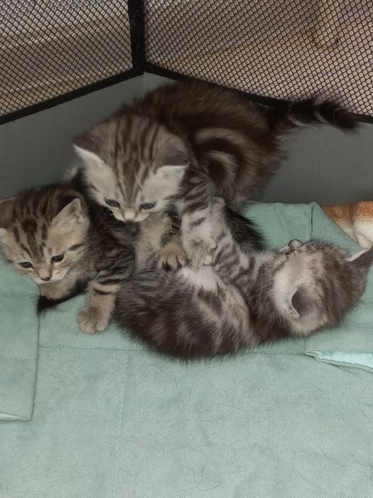 Продам шотландских котят.