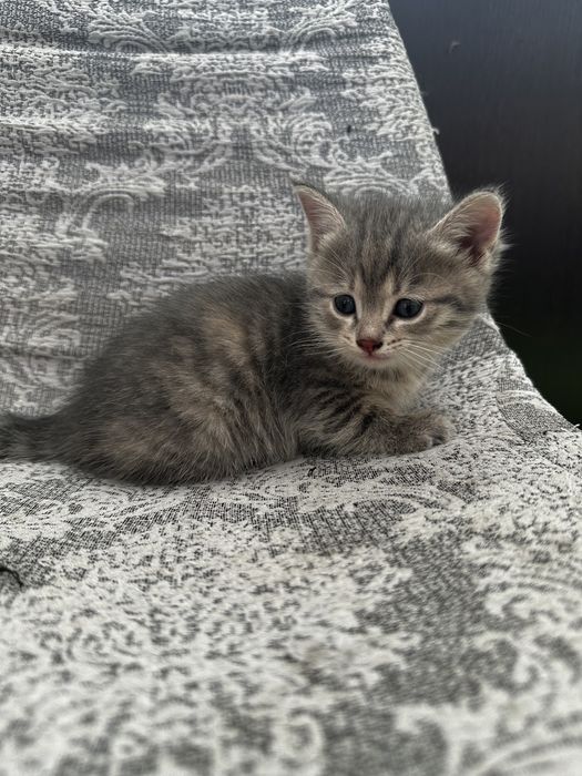 Отдам котят в хорошие руки