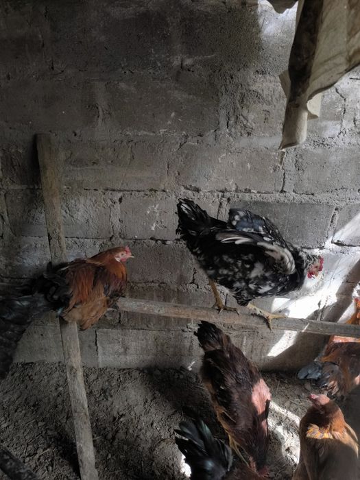 Молодые петушки .