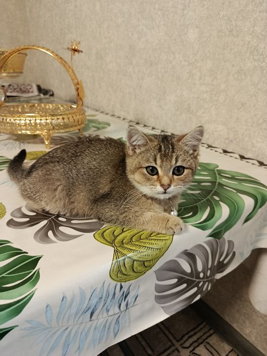Котёнок золотая шиншилла девка