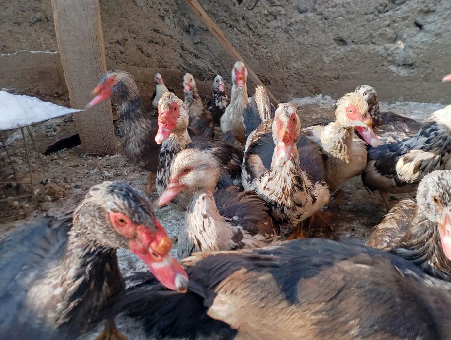 Продам домашних курей гусей и уток