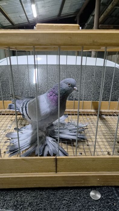 Продам  голубей сизых розовых