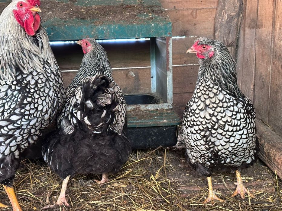 Wyandotte argintiu 4+1