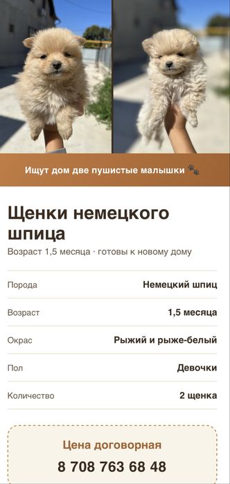 Щенок немецкий шпиц